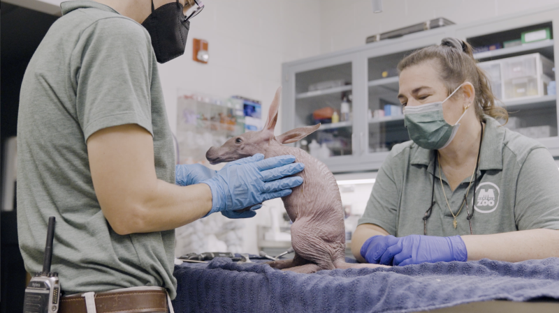 Baby Aardvark Grogu